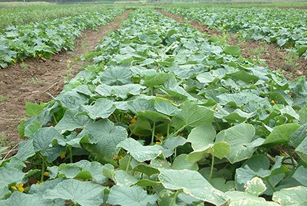 南方稻田栽插水稻之前，可以播栽哪些早春蔬菜？你準備好了嗎？