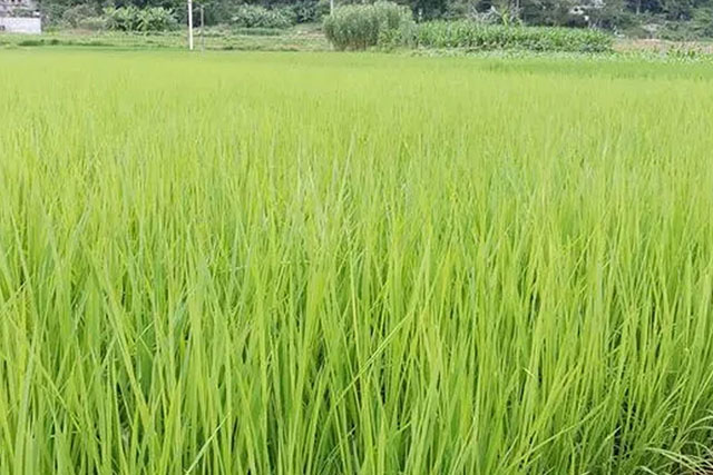 水稻苗徒長跟種子有關嗎？水稻苗徒長原因有3種，應對癥采取措施